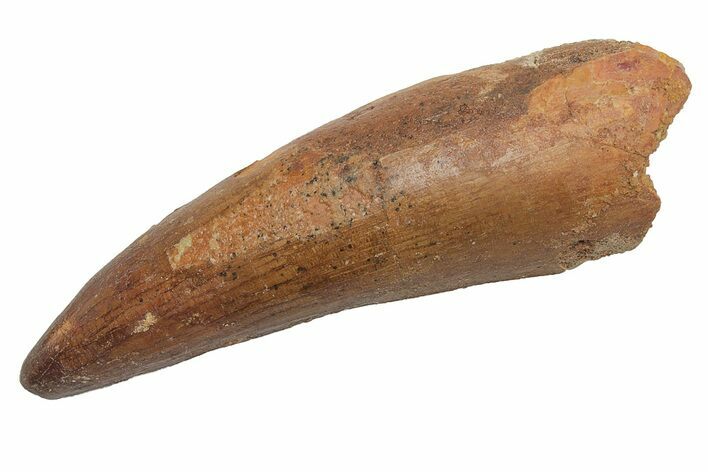 Fossil Crocodile Tooth - Morocco #212590